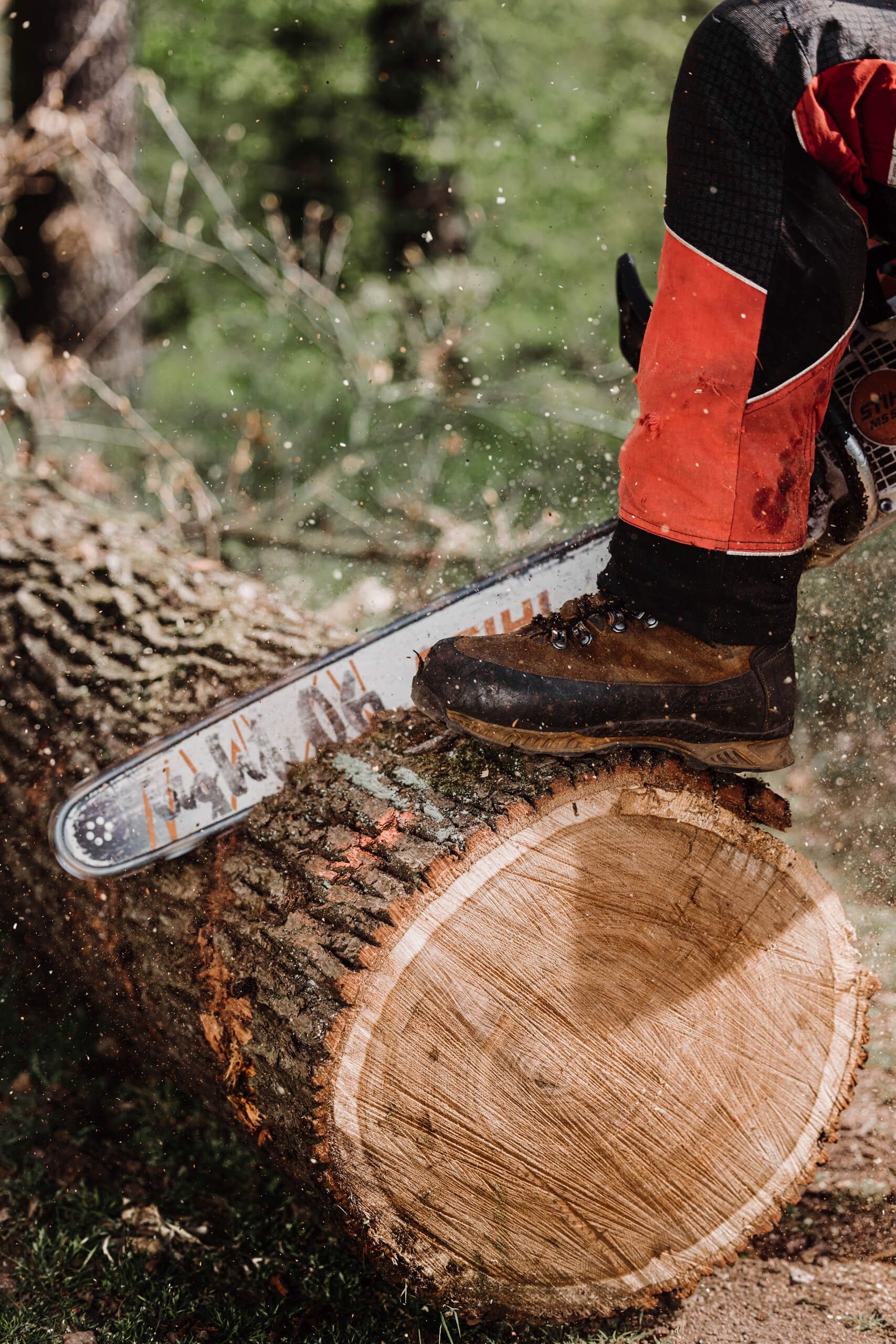 Eine Person in Schutzkleidung sägt mit einer Kettensäge einen großen Baumstamm durch, wobei Sägespäne aufgewirbelt werden; ein Stiefel ruht auf dem Stamm, während sie im Freien arbeitet.