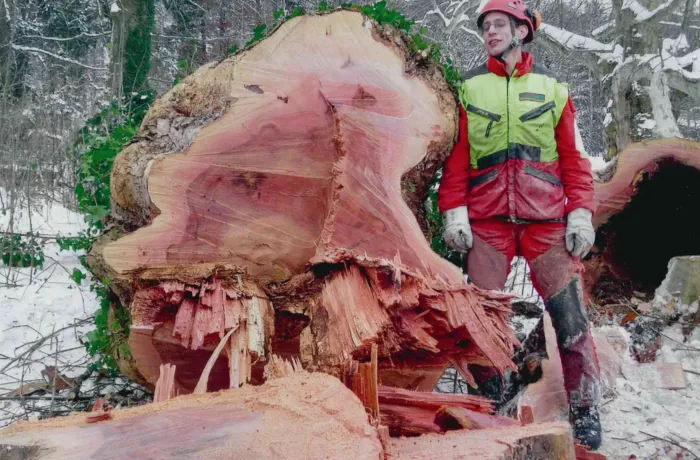 Eine Person in Schutzausrüstung steht neben einem frisch gefällten Baumstumpf in einem verschneiten Wald, in dem Holzspäne und Splitter um den großen, rötlichen Baumstamm verstreut sind.