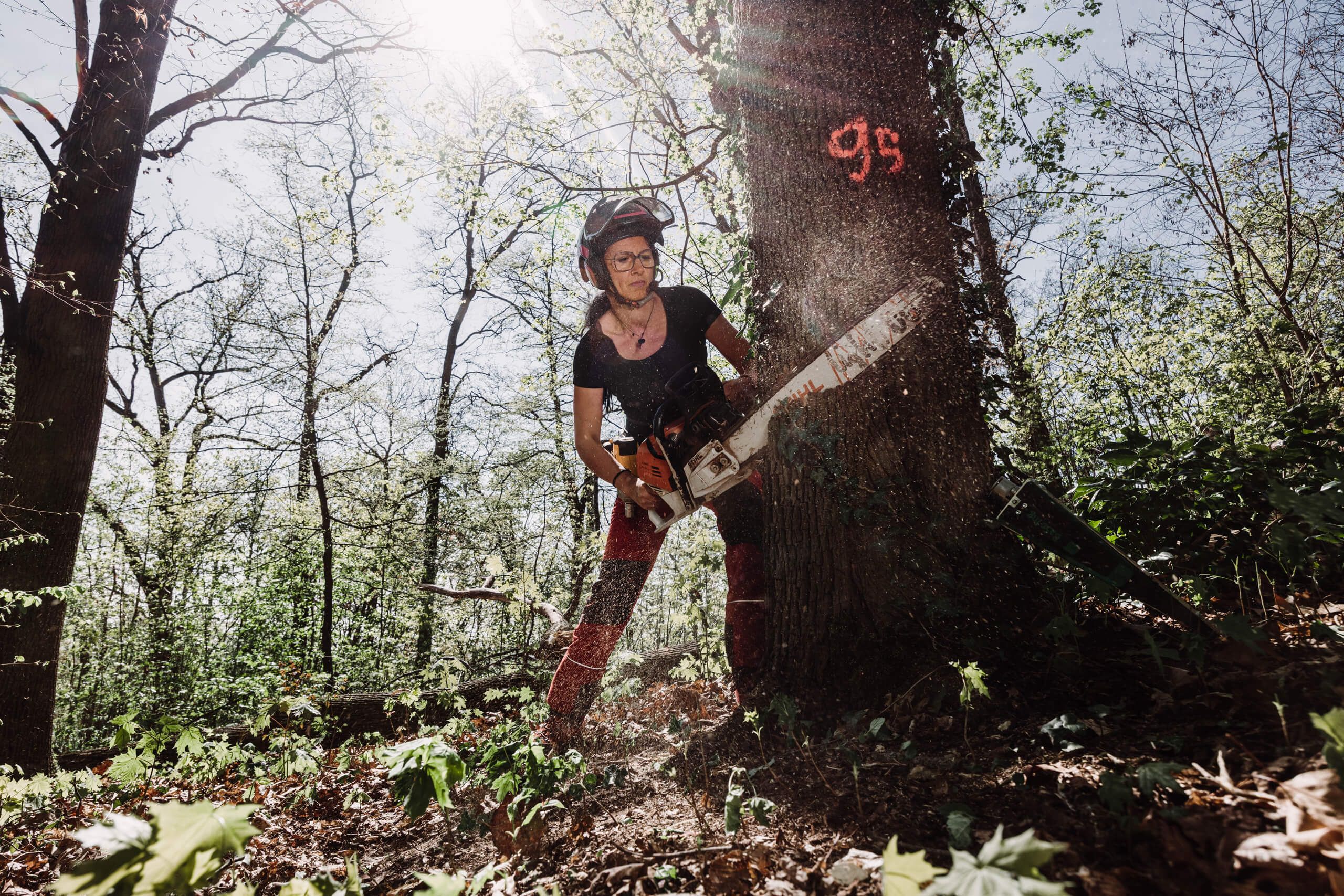 Eine Person mit Schutzausrüstung sägt mit einer Kettensäge einen Baum in einem sonnenbeschienenen Wald ab. Holzspäne fliegen, als die Kettensäge in den markierten Baumstamm schneidet, der von grünem Laub umgeben ist.