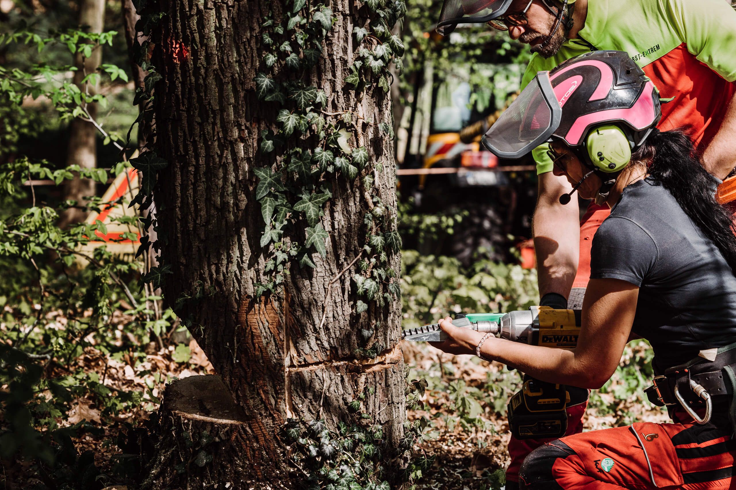 Eine Frau in Schutzkleidung arbeitet mit einer Bohrmaschine an einem Baumstamm, während ein Mann in der Nähe steht. Beide arbeiten in einem Waldgebiet, in dem das Sonnenlicht durch die Bäume fällt.