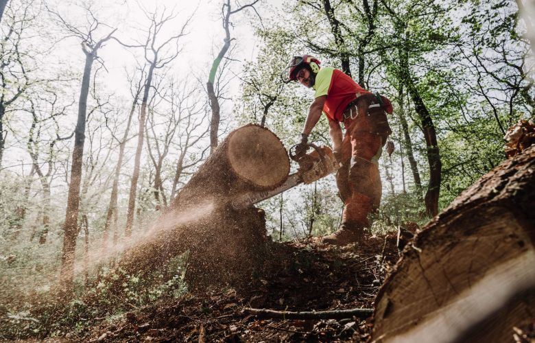 Eine Person mit Schutzausrüstung sägt mit einer Kettensäge einen großen umgestürzten Baumstamm in einem Wald durch, wobei Holzspäne und Sägemehl durch die Luft fliegen. Das Sonnenlicht fällt durch die Bäume über dem Kopf.