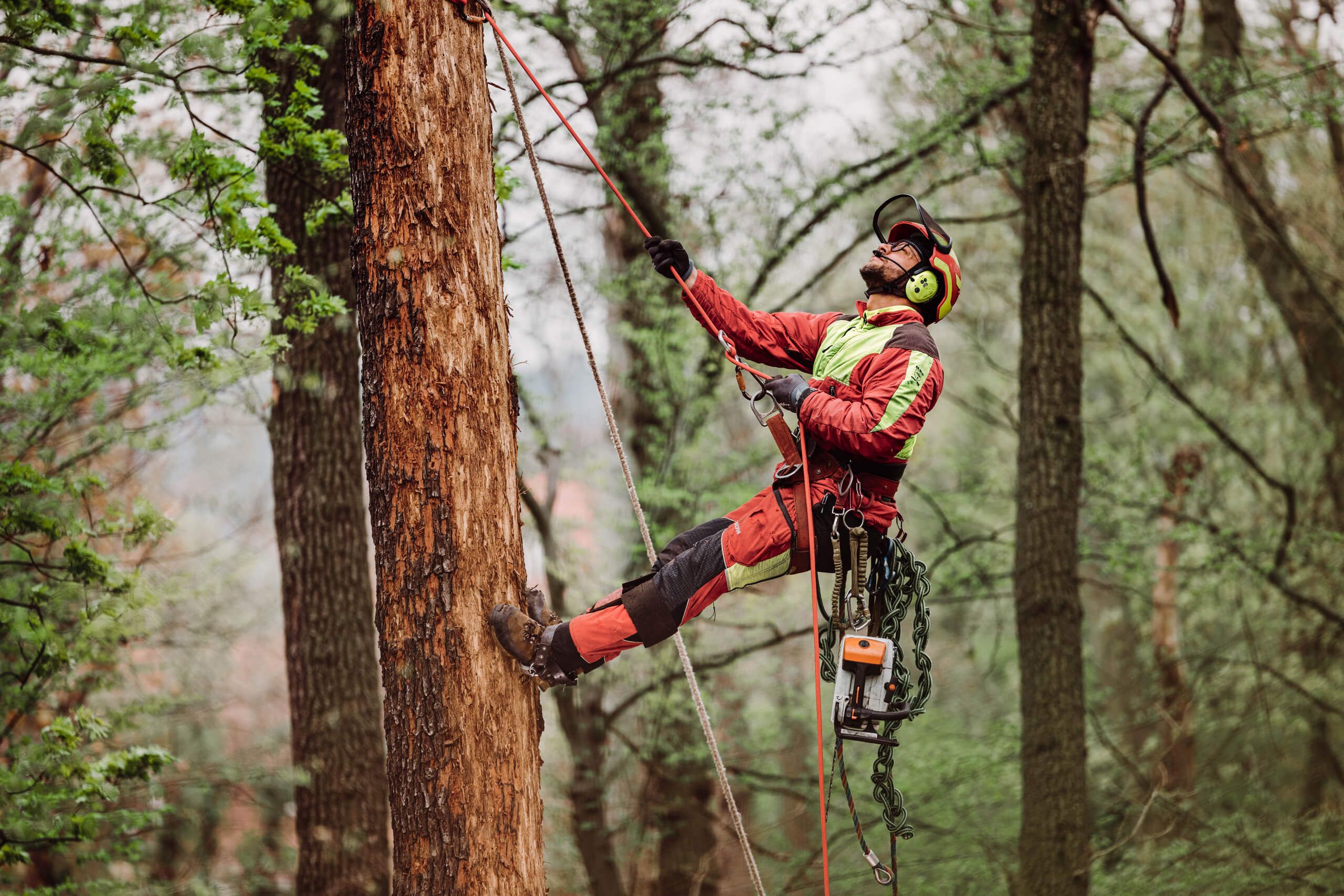 Ein Baumpfleger mit Sicherheitsausrüstung und Helm klettert in einem Waldgebiet mit Seilen und Klettergurt auf einen Baum. An seinem Gürtel hängt eine Kettensäge, und er scheint sich auf Baumpflegearbeiten vorzubereiten.