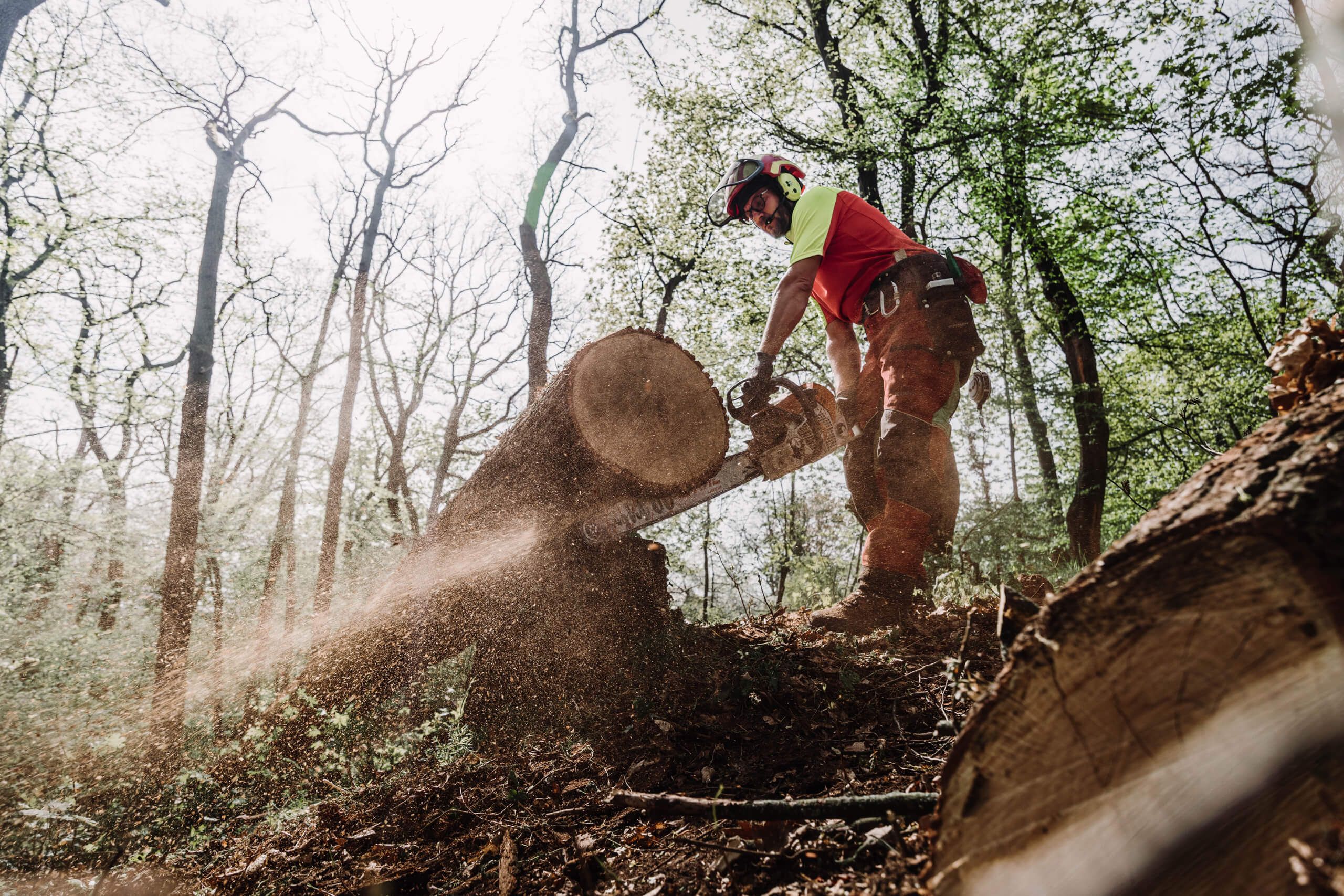 Eine Person mit Schutzausrüstung sägt mit einer Kettensäge einen großen umgestürzten Baumstamm in einem Wald durch, wobei Holzspäne und Sägemehl durch die Luft fliegen. Das Sonnenlicht fällt durch die Bäume über dem Kopf.