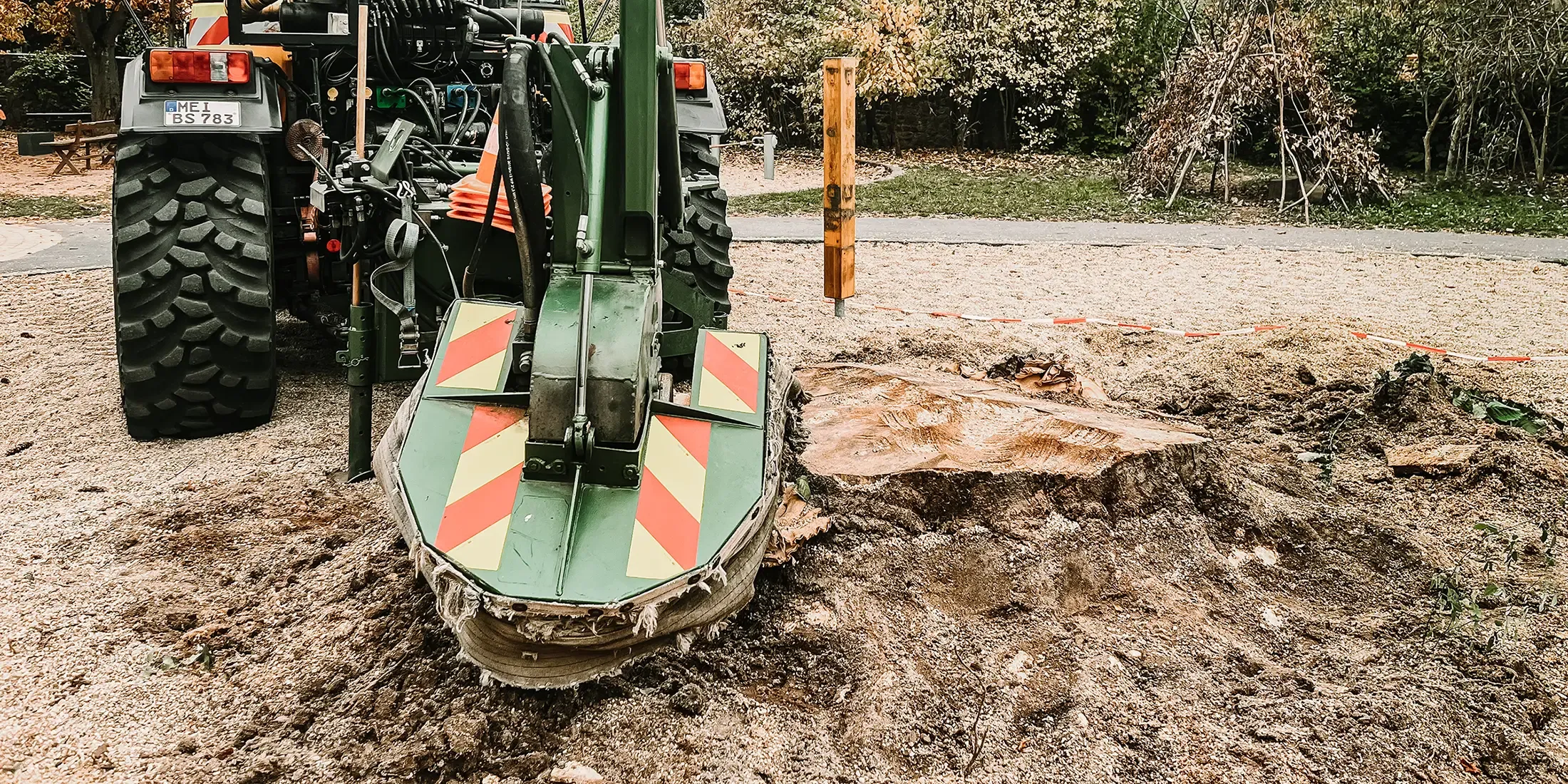 Eine auf einem Traktor montierte Stubbenfräse steht über einem großen Baumstumpf in einem Park und zerkleinert die Überreste des Baumes. Um den Stumpf herum ist Sägemehl verstreut, und im Hintergrund sind Bäume zu sehen.